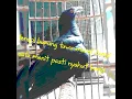 Download Lagu pancingan dan terapi burung tuwu macet bunyi paling ampuh tahun 2021