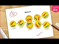 Mitosis stages Diagram drawing CBSE easy way Labeled Science projects - Equational division