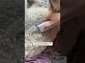 Easy DIY Dog Grooming With This Amazon Hack Grooming Vacuum