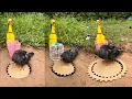 Easy Creative Birp Trap Beautiful DIY Quail Trap