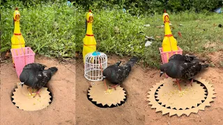 Easy Creative Birp Trap Beautiful DIY Quail Trap