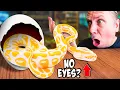 This Snake Hatched Without EYES