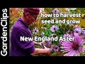 Download Lagu New England Aster - A great North American autumn flower - how to grow fall blooming aster flowers
