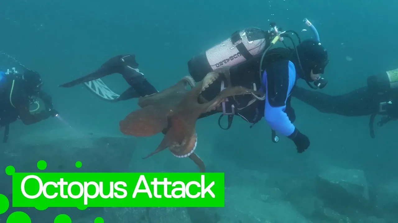 Giant octopus launches attack on diver off the Sea of Japan