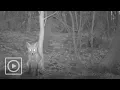 Download Lagu Manke vos doet behoefte voor de camera | #WILDCAM
