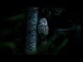 Lagu 1,2 Hours Owls \u0026 Crickets At Night, Ambient Nature Sounds For Sleep \u0026 Relaxation