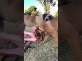 Download Lagu Big Boerboel pinches owner #boerboel #mastiff #shortsbeta #shortsvideo