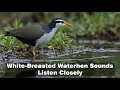 Download Lagu White-breasted waterhen night sound | Water Chicken