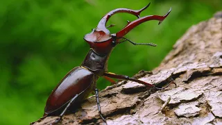 Close-Up: Beetles