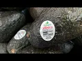 US suspends avocado inspections in Mexican state