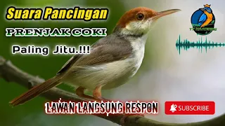 suara burung prenjak coki gacor pancingan ampuh cocok untuk masteran