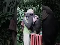 Lagu The Most Heartwarming Hug Between Human and Chimpanzee | Wounda \u0026 Dr. Jane Goodall