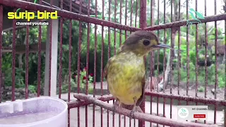 pancingan burung brinji rambut tungir gacor mbeset kasar ampuh untuk bahan dan ombyokan