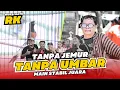 Lagu [MB RK] Murai Stabil Juara MURAI BATU RK ROJO KOYO JEMUR MURAI UMBAR MURAI BATU TANPA JEMUR HoBi ID