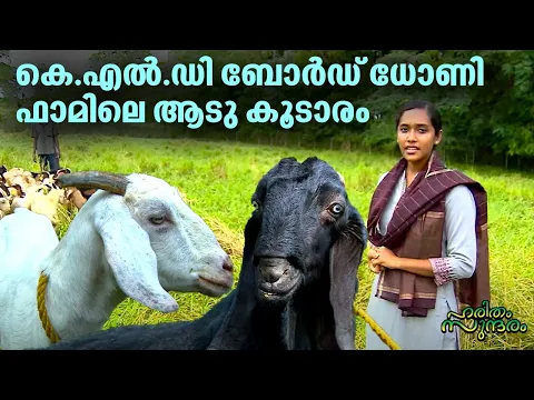 Download MP3 കെ.എൽ.ഡി ബോർഡ് ധോണി ഫാമിലെ ആടു കൂടാരം | KLD Board Dhoni Goat Farm | Haritham Sundaram 362