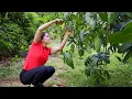 Download Lagu Harvesting Mangoes Goes To Market Sell | Cooking And Gardening | Ánh Vy Harvesting