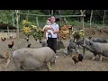 Download Lagu Supplement Ripe Bananas For Pigs - Grilled Pork Leg - Cooking | Ly Thi Ca