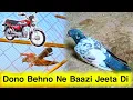 Lagu Dono Behno Ne Baazi Jeeta Di 💪 Dono Cup Me Number 1 Ane Wali Chat | Pigeons Club