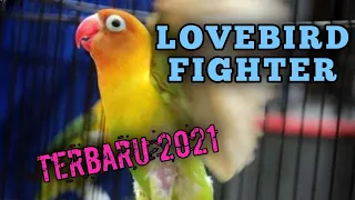 lovebird betina fighter suara kasar gigit ruji lanjut ngekek