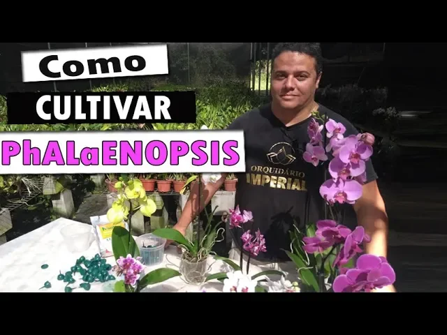 COMO CULTIVAR PHALAENOPSIS / COMO CULTIVAR ORQUÍDEAS