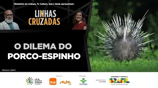Linhas Cruzadas | O dilema do porco-espinho | 31/10/2024