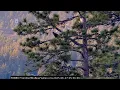 Download Lagu FOBBVCAM Eagles 🦅 Jackie \u0026 Shadow Sing in the Wee Hours 🎶 Morning Sightings 👀 2025 Jun 27