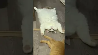 قطط مضحكة جدا قطط مضحكة جدا صوت أصوات قطط مضحكة جدا Shorts Cat 