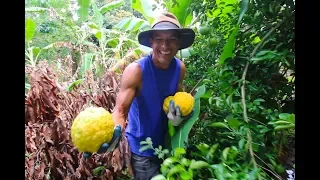 Look what grows in Colombia!! | Sailing Zingaro EP22