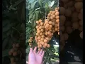 Lagu Forever Us| Longan Tree🌳 #florida #longan #fruit #delicious #enjoy #life #shorts