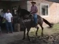 Para reírse de la risa