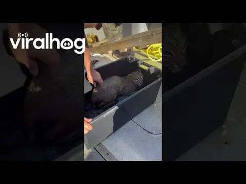 Boaters Rescue Exhausted Bobcat Struggling to Swim || ViralHog
