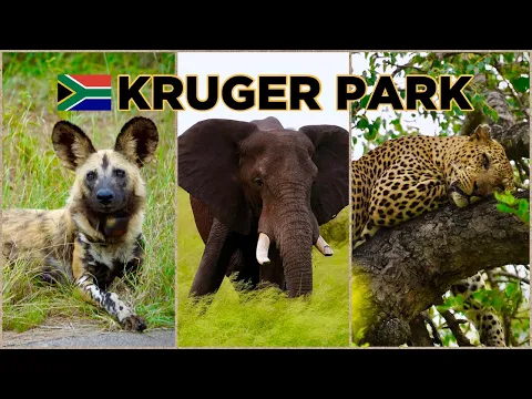 Download MP3 KRUGER PARK, South Africa - ULTIMATE Guide with the BIG FIVE \u0026 ALL Animals