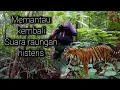 memantau kembali suara raungan misterius di hutan pedalaman | suara harimau