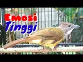 Download Lagu Panggilan CUCAK JENGGOT Betina Gacor Isian Bikin Jantan Emosi