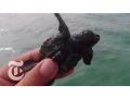 Tagging Tiny Turtles ScienceTake The New York Times