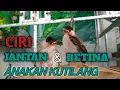 Download Lagu CIRI CIRI ANAKAN KUTILANG JANTAN DAN BETINA