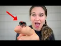 I Bought the WORLD S Smallest Spider