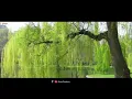 Willow Tree 1 Hour Version | NCS | Rival x Cadmium feat. Rosendale