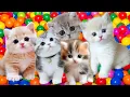 Download Lagu ANAK KUCING MEONG MEONG‼️ KUCING LUCU-LUCU KUCING JOGET‼️KUCING MEONG MEONG #kucinglucu