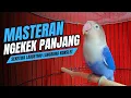 Download Lagu LOVEBIRD NGEKEK PANJANG COCOK UNTUK MASTERAN BURUNG LABET Dan Pancingan LAKBET GACOR