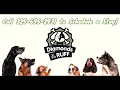 Diamonds in the Ruff Pet Resort and Salon in Abilene TX Dogs and Cat Boarding