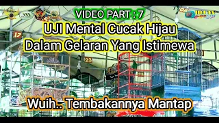 Download UJI MENTAL CUCAK HIJAU DALAM LOMBA BURUNG BERKICAU - ANNIVERSARY SABUK MANGIR BC / SBM BC BANYUWANGI MP3