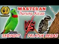 SERINDIT VS PELATUK BERAS - Masteran Tembakan Tajamm Speed Rapattt