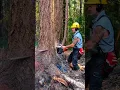 Download Lagu Chain Saw 🪚 Cutter, STIHL CHINE 🪚🛒🌴 #stihl #machine #tree #farming