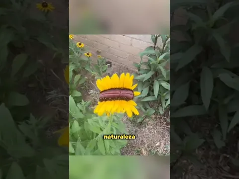 Mutaciones MÁS RARAS de la naturaleza