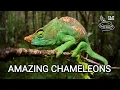 Lagu Amazing chameleons on the hunt, chameleon species from wilderness of Africa, Madagascar, India!