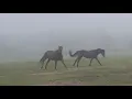 Download Lagu Two horses playing in a misty field for over 4 minutes