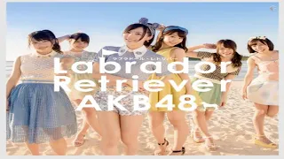 Download labrador retriever akb48 MP3