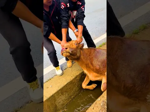 Cow Stuck in Ditch: Rescue Mission Begins #cowrescue #animalrescue