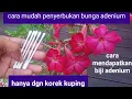 Download Lagu cara mudah penyerbukan bunga adenium, cara mendapatkan biji adenium,dengan korek kuping,indonesia